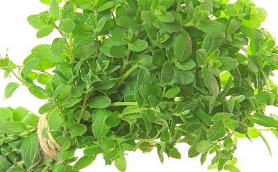 Majeranek